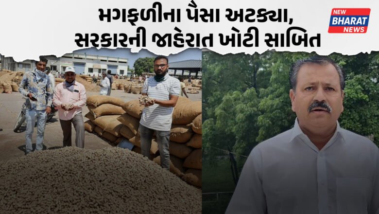 મગફળીના પૈસા અટક્યા, સરકારની જાહેરાત ખોટી સાબિત