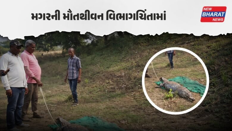 ચકચાર / વડોદરાના પાદરામાં 3 મગરનાં શંકાસ્પદ મોત, વન વિભાગ દોડતું થઈ ગયું