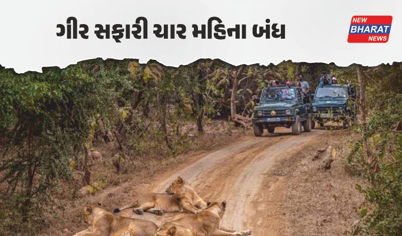 ગુજરાત / સાસણ ગીર અને ગિરનાર સફારી 4 મહિના માટે બંધ, વન વિભાગનો મોટો નિર્ણય