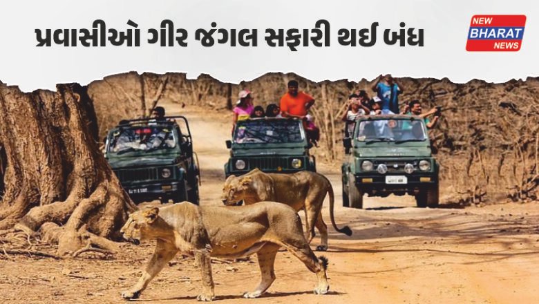 ગુજરાત / સાસણ ગીરના મુલાકાતીઓ માટે મહત્વની જાણકારી, 4 મહિના બંધ રહેશે સફારી