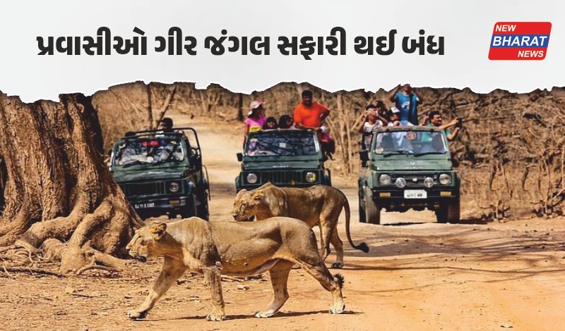 ગુજરાત / સાસણ ગીરના મુલાકાતીઓ માટે મહત્વની જાણકારી, 4 મહિના બંધ રહેશે સફારી